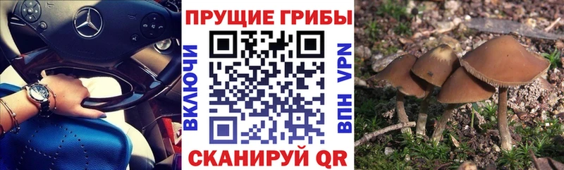 где найти наркотики  Дзержинск  Псилоцибиновые грибы Psilocybe 